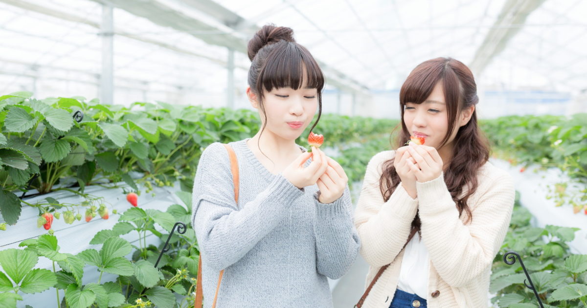 糖度の高いいちごを頬張る狩りガールズ