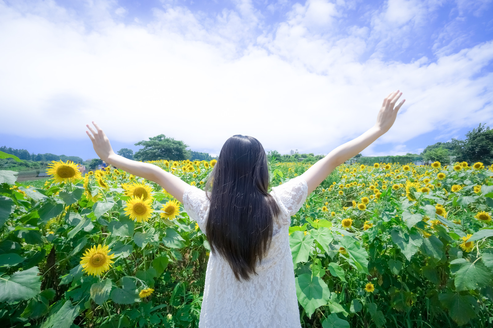 夏到来！ひまわりヤッホー