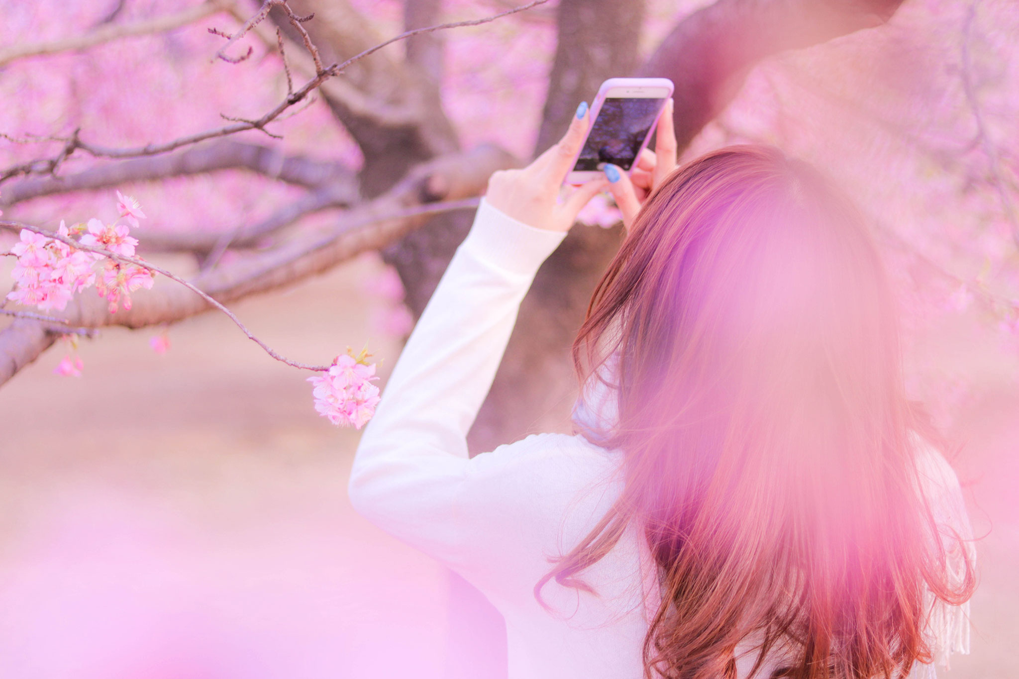 インスタにあげるべく、ぐぐっと背伸びして桜を撮影する女の子