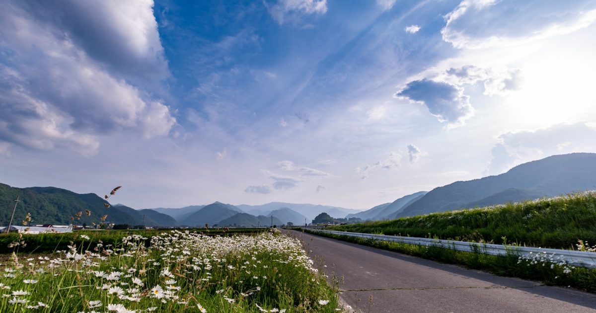 どこまでも続く一本道沿いに咲く除虫菊