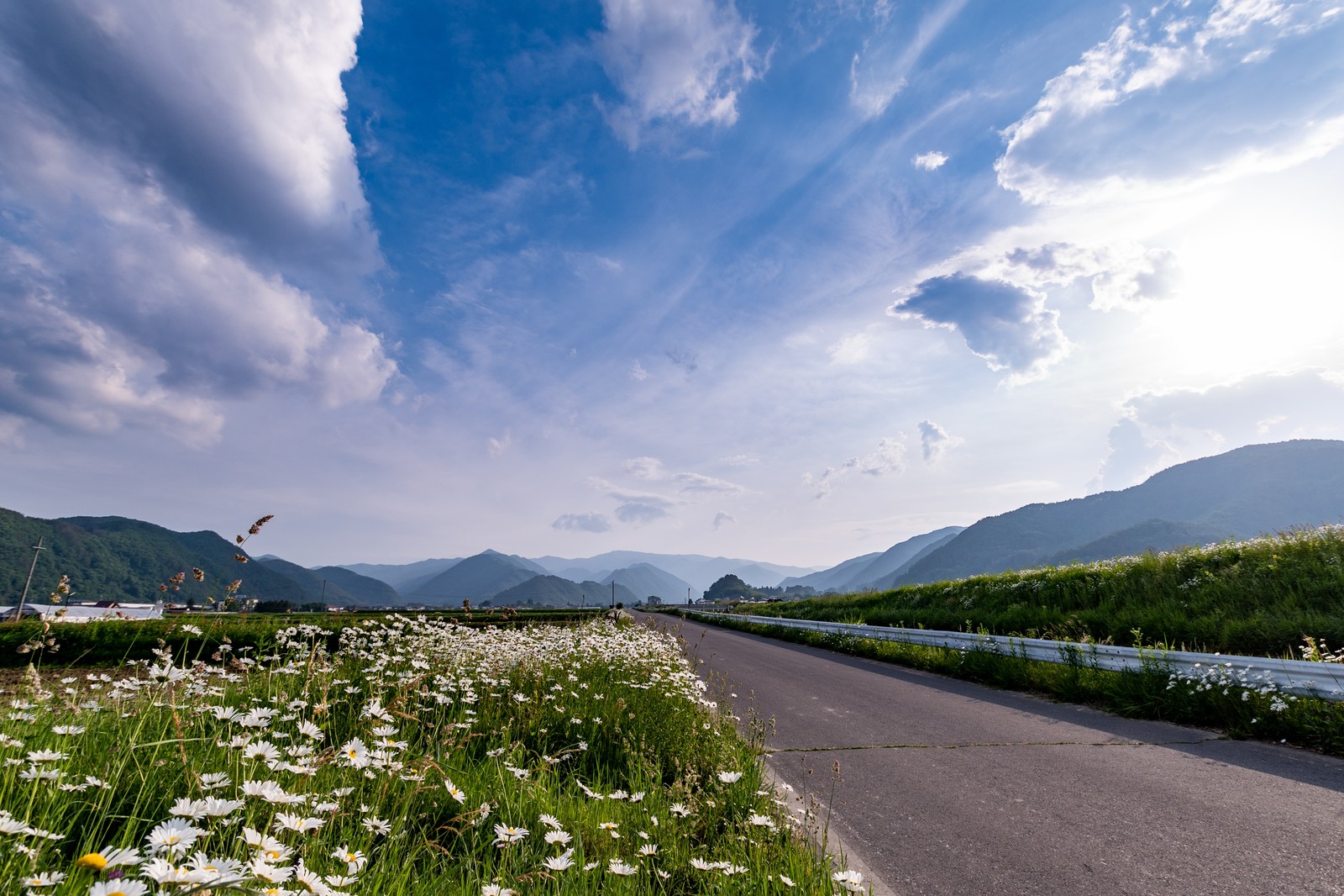 どこまでも続く一本道沿いに咲く除虫菊