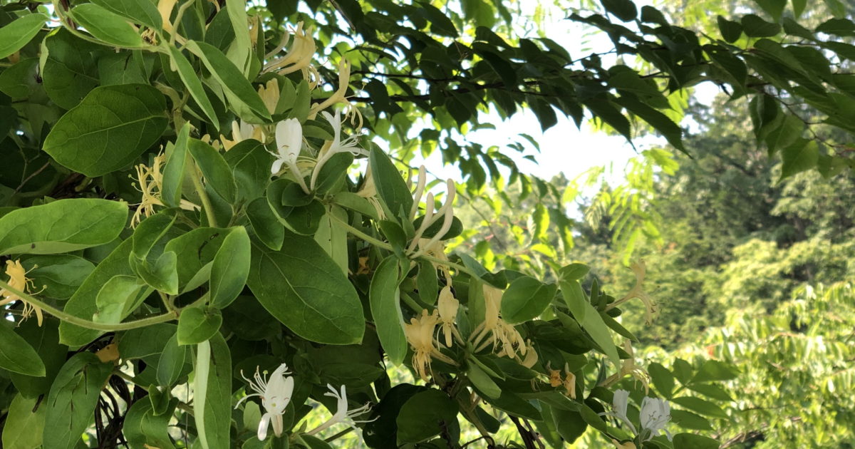 那須烏山のスイカズラ