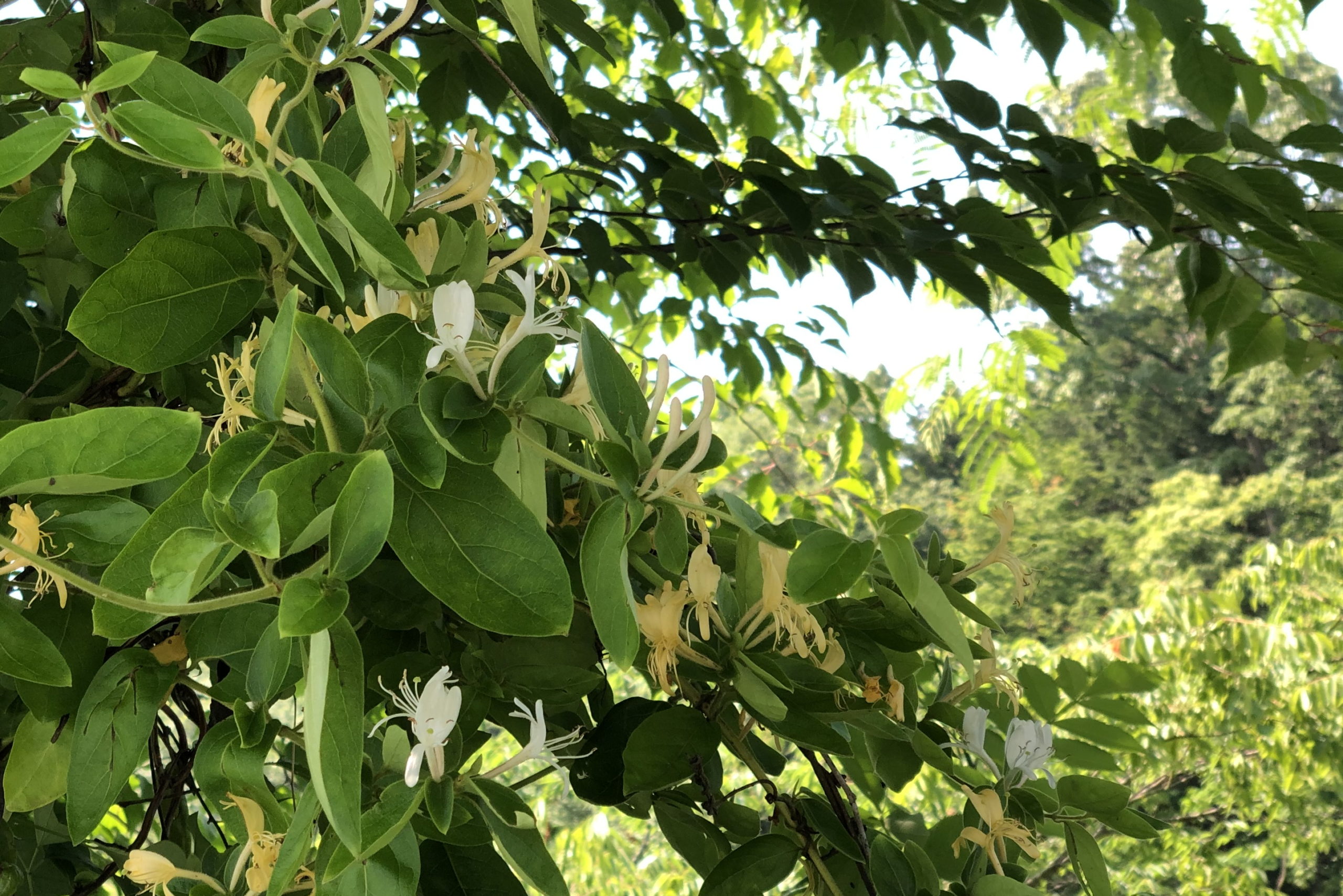 那須烏山のスイカズラ