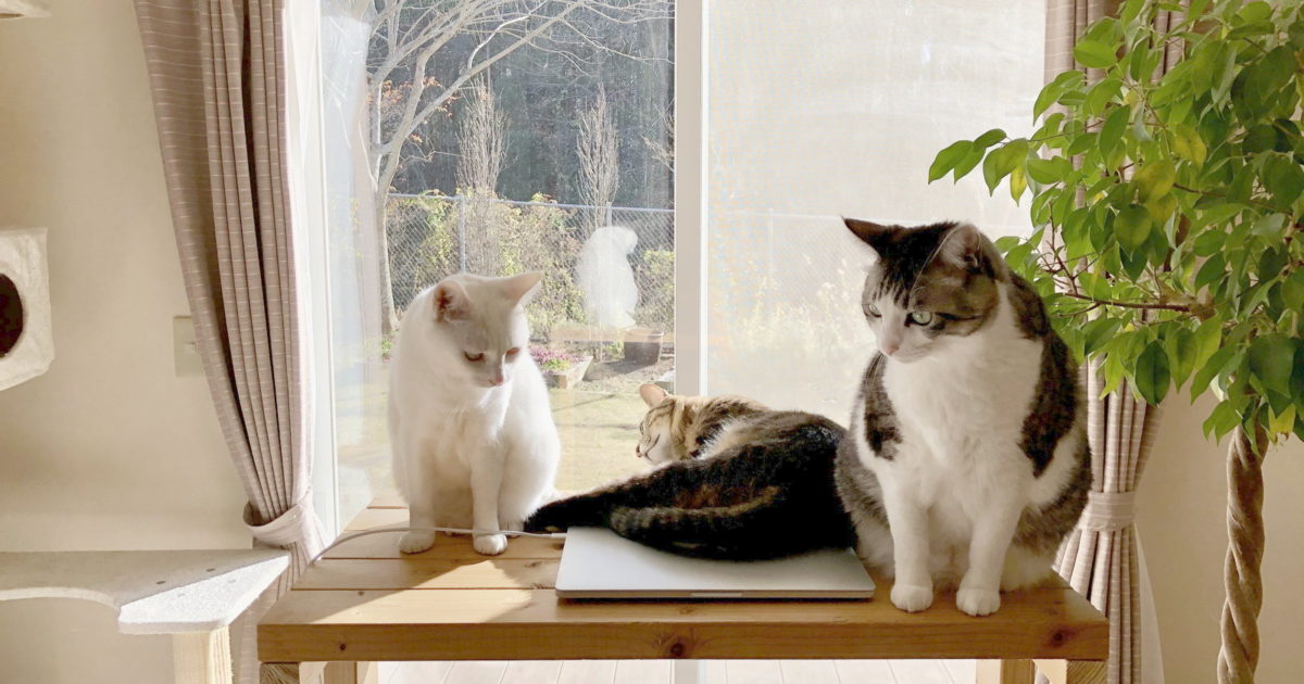 スタンディングデスクの上の3猫