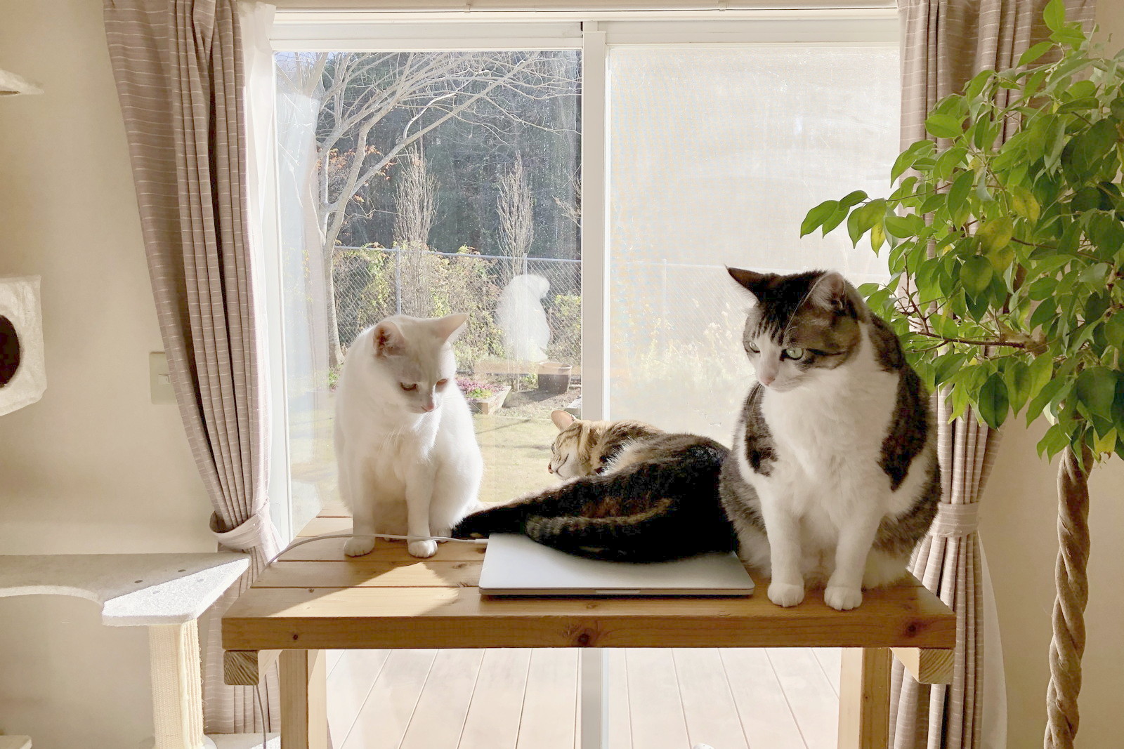 スタンディングデスクの上の3猫