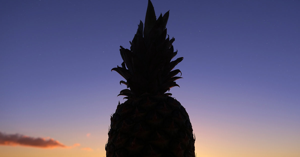 美しい夏の夕焼けを背にそびえ立つパイナップルのシルエット