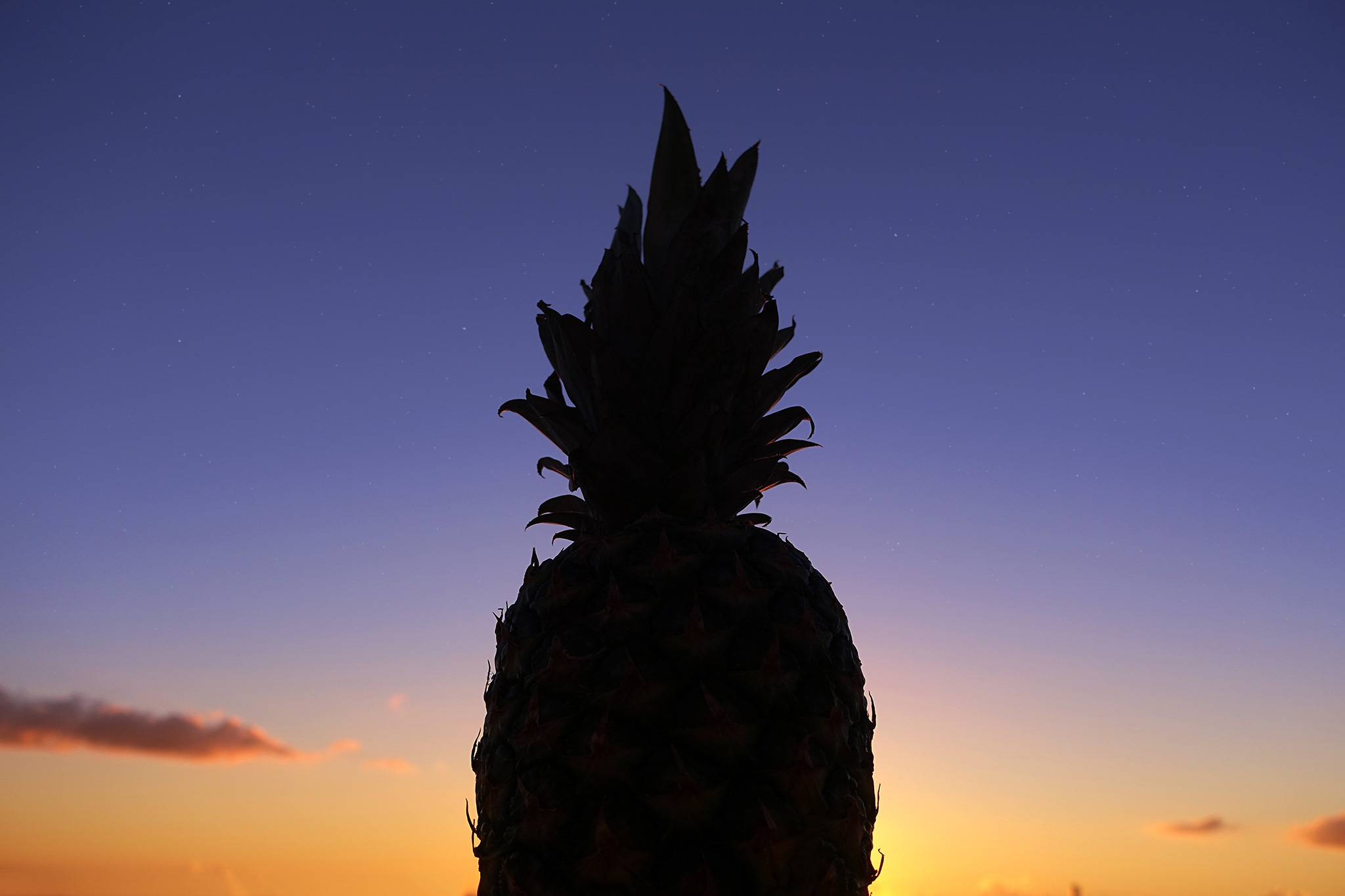 美しい夏の夕焼けを背にそびえ立つパイナップルのシルエット
