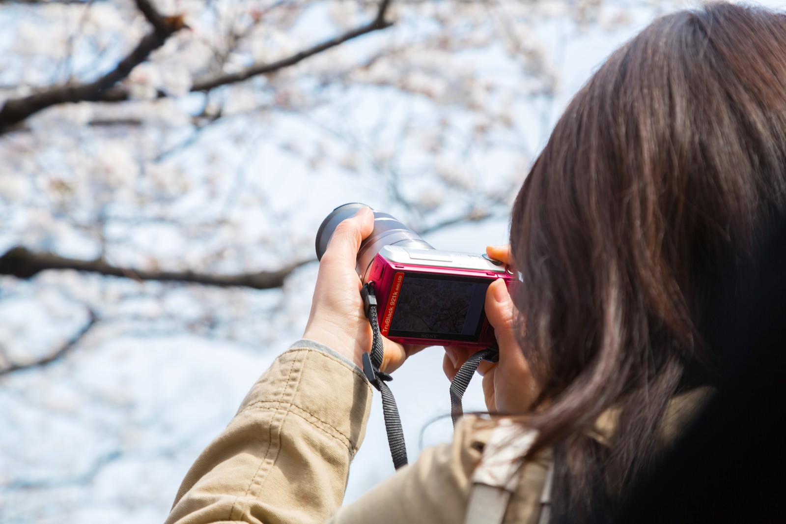 桜をミラーレスカメラで撮影する女性